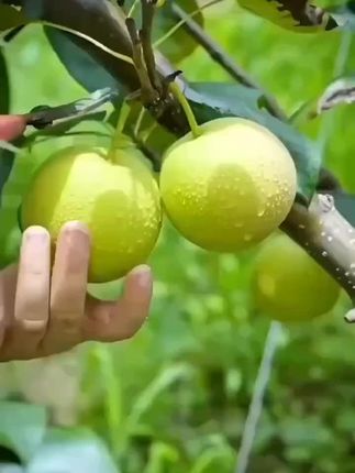 安徽砀山青皮皇冠梨3斤/5斤新鲜水果翠冠梨 多仓发货 #砀山梨 #翠冠梨 #青皮梨 #皇冠梨