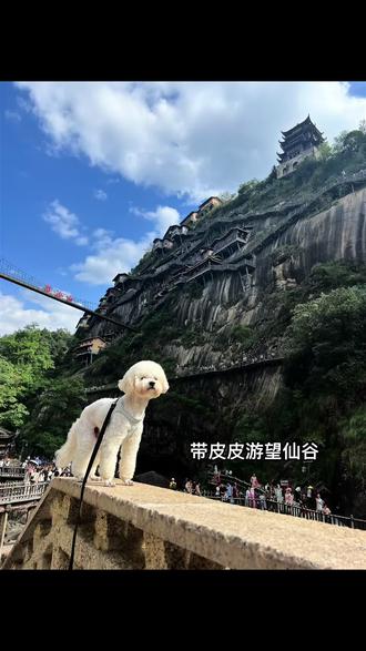 带着小狗一起出游望仙谷
