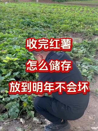 #红薯#红薯储存#红薯保鲜剂
