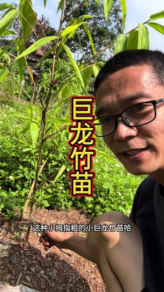 巨龙竹小中大苗 你会选择种哪种?#巨龙竹 #巨龙竹苗#巨龙竹种子#巨龙竹笋