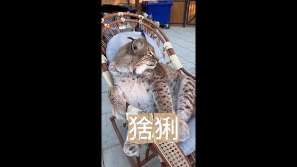 芝士猞猁 #动物世界 #动物科普 #丁真 #猞猁