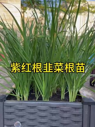 又到了种植韭菜根苗得季节了;你的韭菜根准备好了吗?#韭菜根 #在家种菜