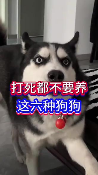 打死都不要去养的六种狗狗#萌宠 #新手养狗 #养狗经验分享 #科学养宠攻略