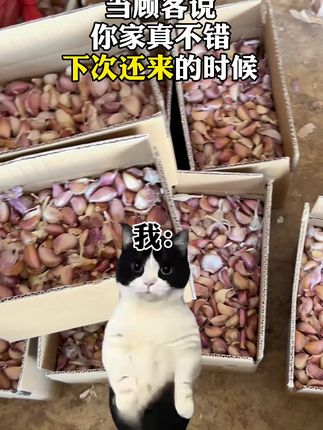 #云南紫皮多瓣蒜 #优质农产品 #助农 可吃可种