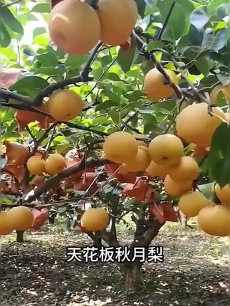 一口下去柔嫩无渣,脆甜爽口,比吃西瓜还过瘾!#秋月梨 #树苗 #果树种植#嫁接苗