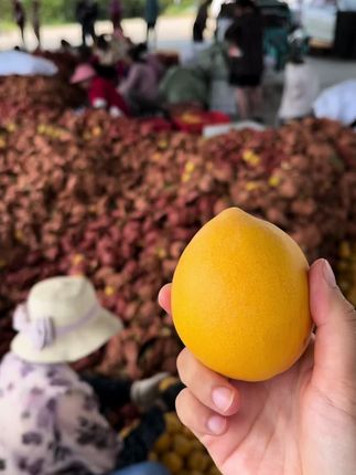 锦绣黄桃最后一天啦!#优质农产品 #纯天然绿色食品 #应季水果