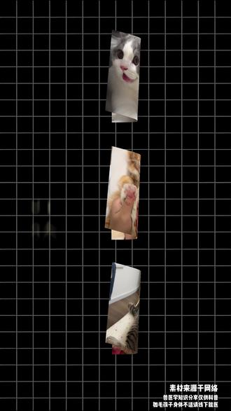 3个小方法自测猫咪心脏病。 #宠物体检#宠物知识#宁波宠物医院#宠物#宠物日常