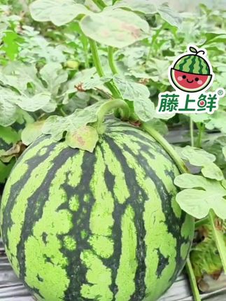 #新鲜采摘 #西瓜🍉 #强烈推荐 #抖音助农扶农