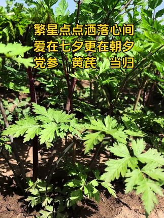 #原创视频 #七夕 #滋补佳品 #甘肃党参黄芪当归 #抖音新农人