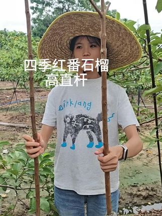 #四季红番石榴 #半眉 #三农种植