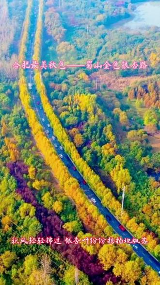 合肥秋天最美的一条公路——蜀山银杏路仿佛是一条金色的项链