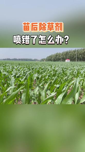 苗后除草剂喷错了怎么办? #农业 #农业种植技术 #玉米种植