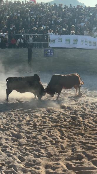 #熊朝忠花山节#过年 八仙过海大英雄🐮