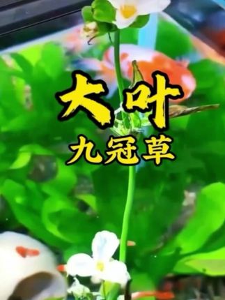 #鱼缸里的大自然 #鱼缸造景 #大叶九冠#水培植物# 适合新手养殖的大叶绿九冠,净化水质,高大挺拔,美观大气好看好养。