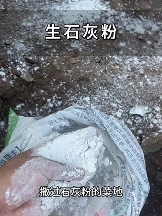 #生石灰粉 #种菜 #在家种菜 #三农
