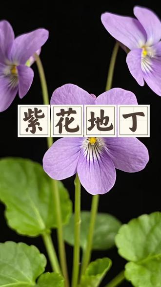 听故事学中草药,今天讲箭头草——紫花地丁,每天一则民间草本小故事,带您走进草本的世界(本故事源自于民间故事不做任何医学参考)#中草药 #植物科普 #百科知识 #知识科普