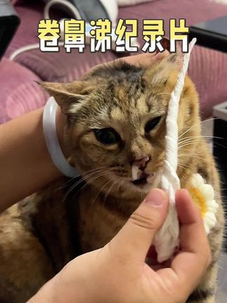 警告警告!鼻涕已入侵!#猫鼻涕 #卷鼻涕 #卷笋 #小馋猫 #场面一度失控