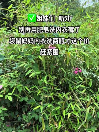 别再用肥皂洗内衣裤了,袋鼠妈妈内衣专用洗液赶紧薅,专注母婴,#生活用品 #洗护好物 #自用好物推荐 #内衣裤洗液推荐