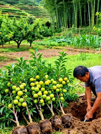 蜂糖李子树苗#果树苗 #果农 #新农人计划 #果苗种植