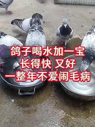 鸽子喝水加一宝,长得快又好 一整年不爱闹毛病#鸽子 #信鸽赛鸽 #肉鸽养殖 #鸽子体内寄生虫