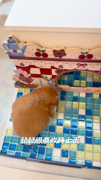 热😂鼠鼠都要热晕了,赶紧安排冰垫 #仓鼠 #仓鼠日常 #仓鼠降温 #金丝熊 #金丝熊日常
