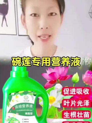 #碗莲营养液 #碗莲 #营养液 #碗莲种植 #家庭种植