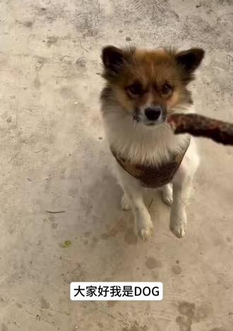 大家好我是dog#小狗🐶 #小狗歌唱家 #萌宠计划