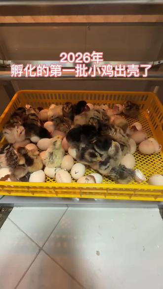 2026年孵化的第一批小鸡出壳啦#萌宠vlog #养鸡人 #奇妙的动物 #人工孵化 #观赏鸡