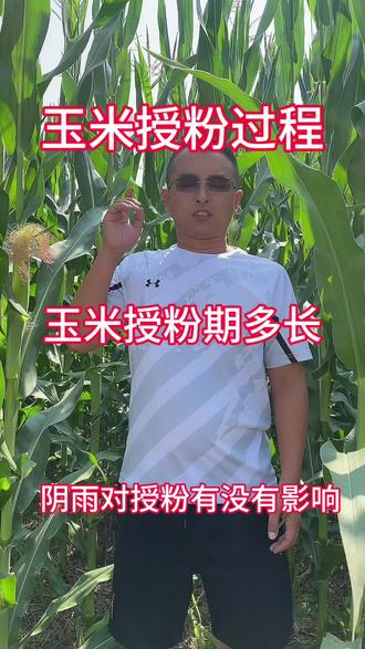 玉米授粉期那些事#玉米授粉期 #服务三农
