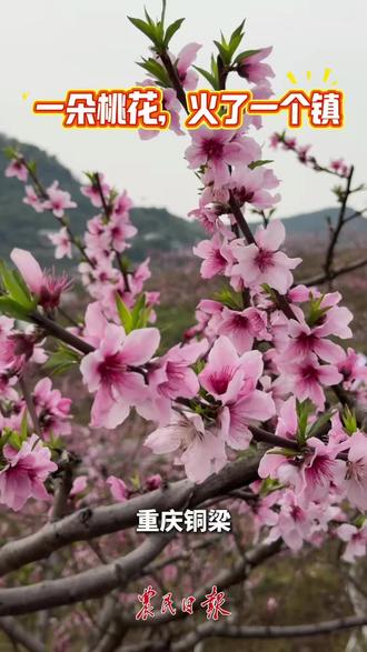 重庆铜梁围龙镇第五届桃源赏花季,赏桃花、品美食、环湖跑……一站式春日浪漫体验,等你来打卡!
#重庆铜梁 #围龙镇赏花季 #春日赏花攻略#重庆周边游#周末去哪儿@农民日报