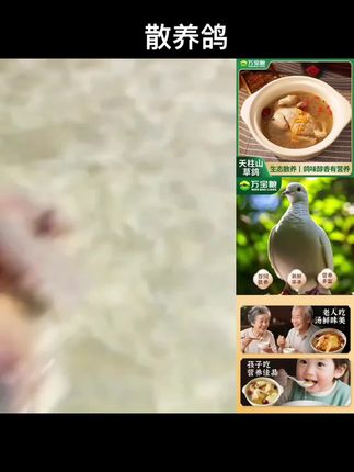 万宝粮顺丰/京东包邮天柱山草鸽每只7两以上草鸽散养鸽#鸽子 #散养鸽子 #好吃 #炖汤 #经济实惠