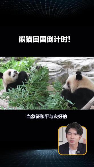 熊猫回国倒计时!日本全民摇号送熊猫,17.8 万人抢着说再见 #日本熊猫告别 #年度汉字熊 #熊猫的国际治愈力 #晓晓蕾蕾回国 #科普