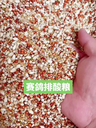 #赛鸽排酸粮 #鸽粮#鸽子用品