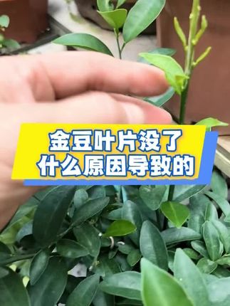 金豆新长出来的小嫩叶不见了,虫害还是病害呢?应该如何急救?#蓟马#虫害防治 #花卉绿植#虫虫助手 @六姐盆景园艺