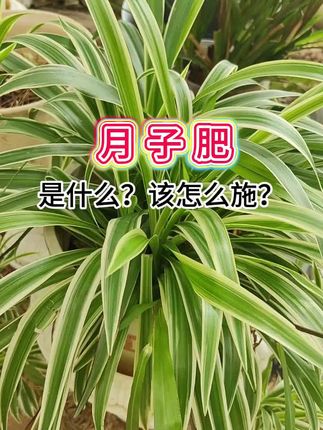 #养花小知识 #种植小技巧 #家庭养花
