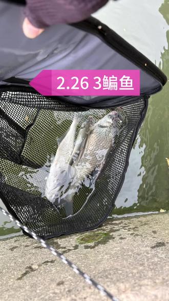 其实最主要的是水里有鱼,我6个钩尖岂是跟他开玩笑的
#路亚鳊鱼 #路亚教学 #钓鱼技巧