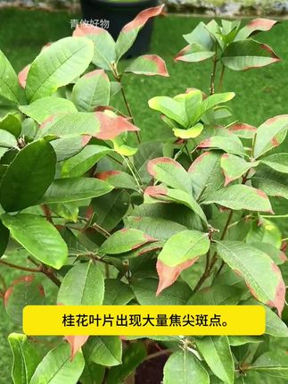 当#桂花 长出大量的焦尖斑点,只要多做这一步后期新长出来的叶片干干净净#养花小知识 #爱生活爱养花 #花卉绿植
