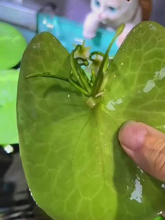 一叶莲,只要有水就能存活。#水培植物 #鱼缸里的大自然