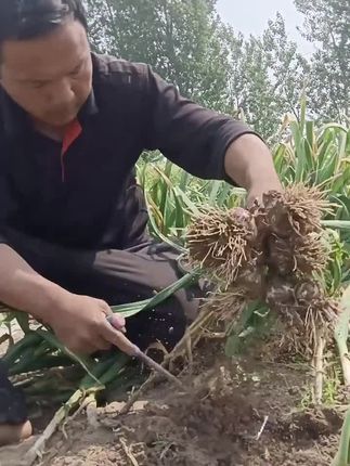 2025年精品优质果王农家自种干蒜3斤包邮#我的乡村生活 #支持农民