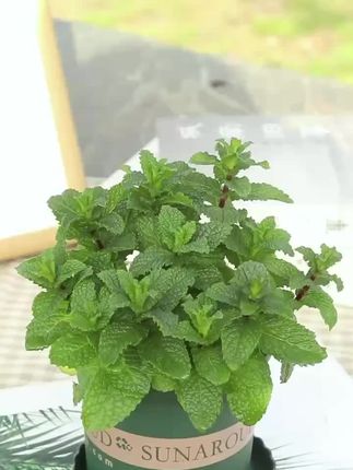 薄荷盆栽 夏日优选