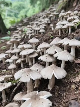#鸡枞菌种 #食用菌栽培#新农人计划 #抖音助农扶农 #上热门