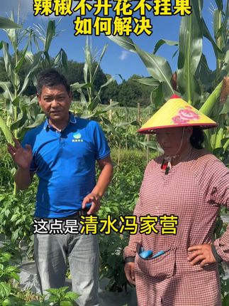 客户用了欧霸花库组合效果反馈 清水种植户用了欧霸花库组合效果反馈#阿康农业 #植保老杨 #促花保果 #保花保果#花库组合