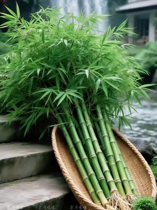 办公室的桌面总缺点鲜活气息?试试水培竹柏吧,它简直是为上班族量身打造的治愈系绿植。 不用费心记浇水时间,一瓶清水就能让它舒展枝叶,省去了频繁打理的麻烦。叶片小巧玲珑,带着自然的秀气,阳光透过时,桌面上会洒下细碎斑驳的光影,温柔得能抚平工作带来的焦躁。眼睛酸胀时抬眼望过去,那抹清新的绿像是能沁进心里,瞬间舒缓不少。 更难得的是它不娇气,哪怕放在背光的角落也能默默生长,完全不用担心理不好。透明玻璃瓶衬着翠色枝叶,摆在桌上既简洁又不失格调,让办公空间多了份生机,也添了点小确幸。 #水培竹柏 #四季常青 #懒人绿植 #家居绿植装饰#净化空气@上热门🔥🔥🔥