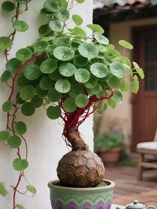 #盆景生活 #盆栽绿植 #水培植物#红藤山乌龟#阳台种植