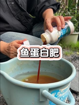 秋天这个时候果蔬花卉怎么追肥?#鱼蛋白 #种菜肥料推荐 #种植小技巧 #三农 #花卉绿植