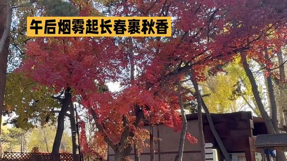 午后烟雾起长春裹秋香