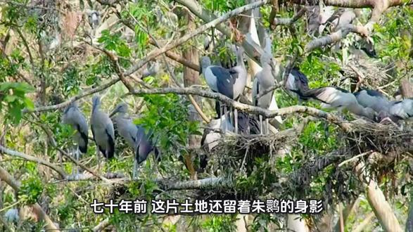 #朱鹮 #人与自然和谐共生#陇南生态保护成果