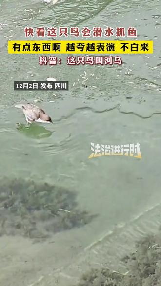 快看这只鸟会潜水抓鱼 有点东西啊 越夸越表演 不白来,科普:这只鸟叫河乌(小韩)