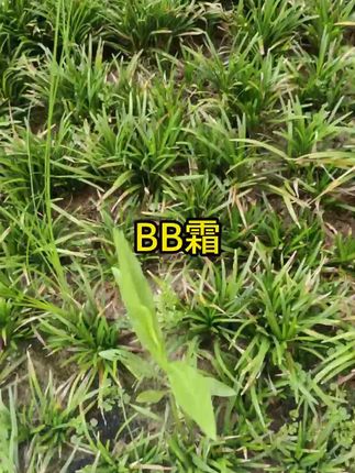 #BB霜 #美妆分享 #美妆好物