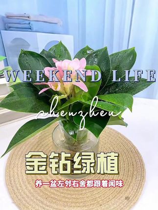 #金钻绿植#水培植物#大叶金钻